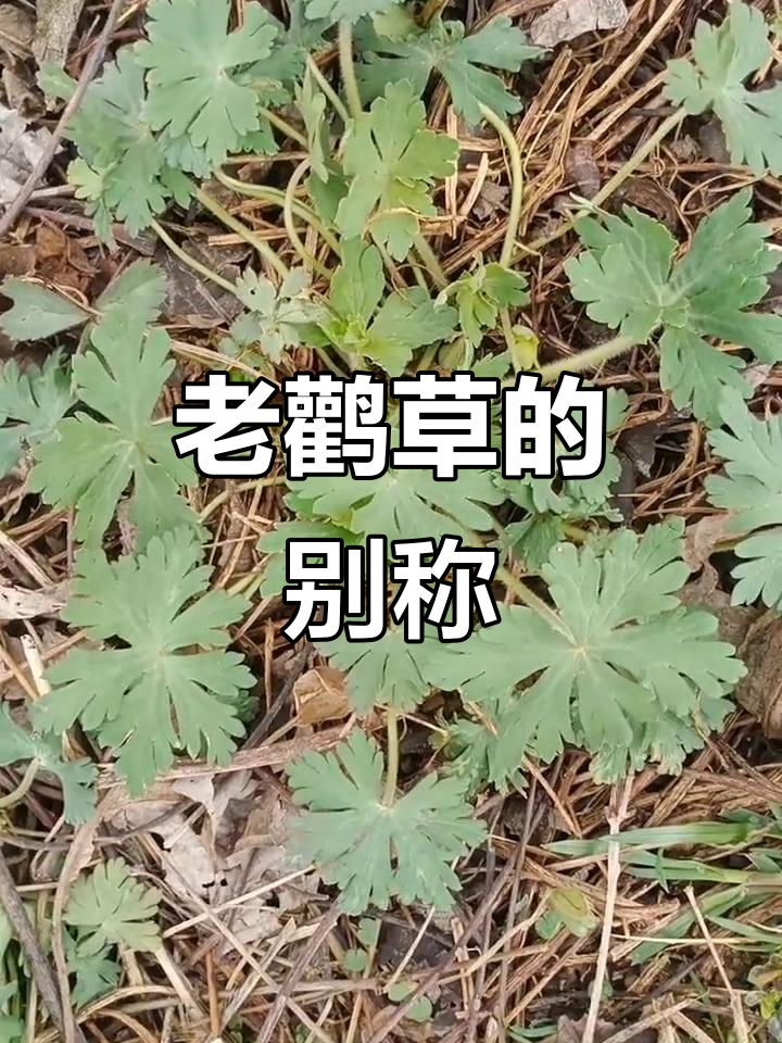 鸭脚老鹳草：耐寒草本植物，别名鸭脚草