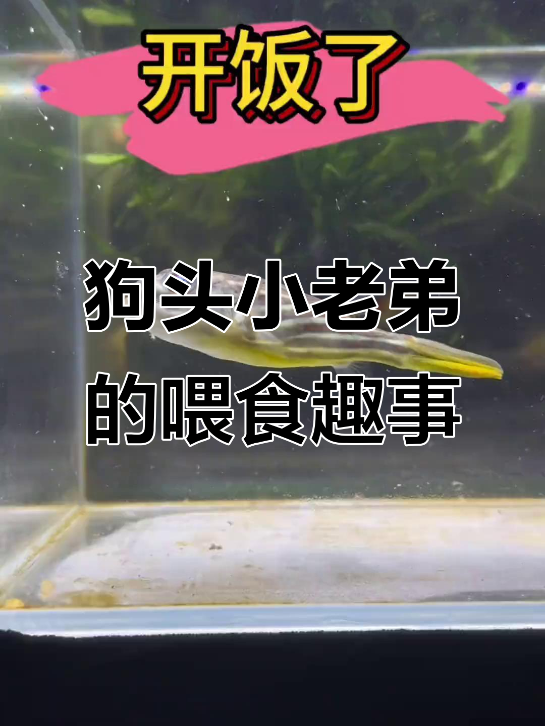 渔场淘汰鱼变狗头小老弟的美味日常,白金象耳吃不停