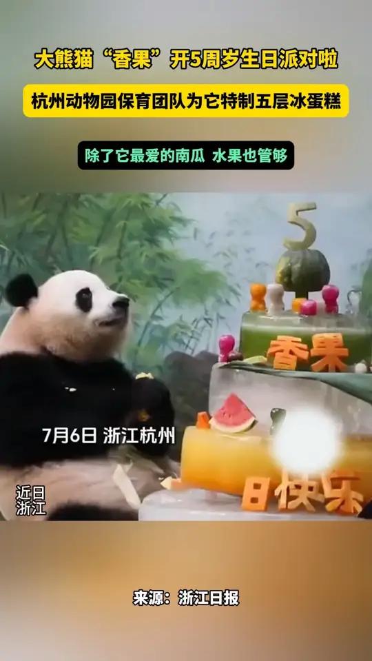 大熊猫“香果”开5周岁生日派对啦 杭州动物园保育团队为它特制五层冰蛋糕，除了它最爱的南瓜，