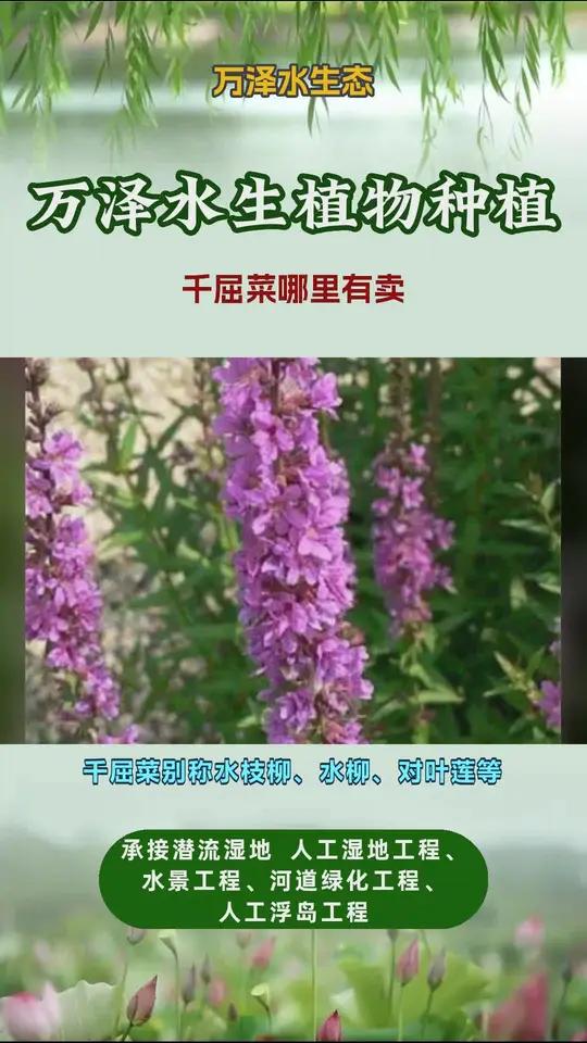 千屈菜培育基地 千屈菜哪里有卖 千屈菜的价格 千屈菜报价