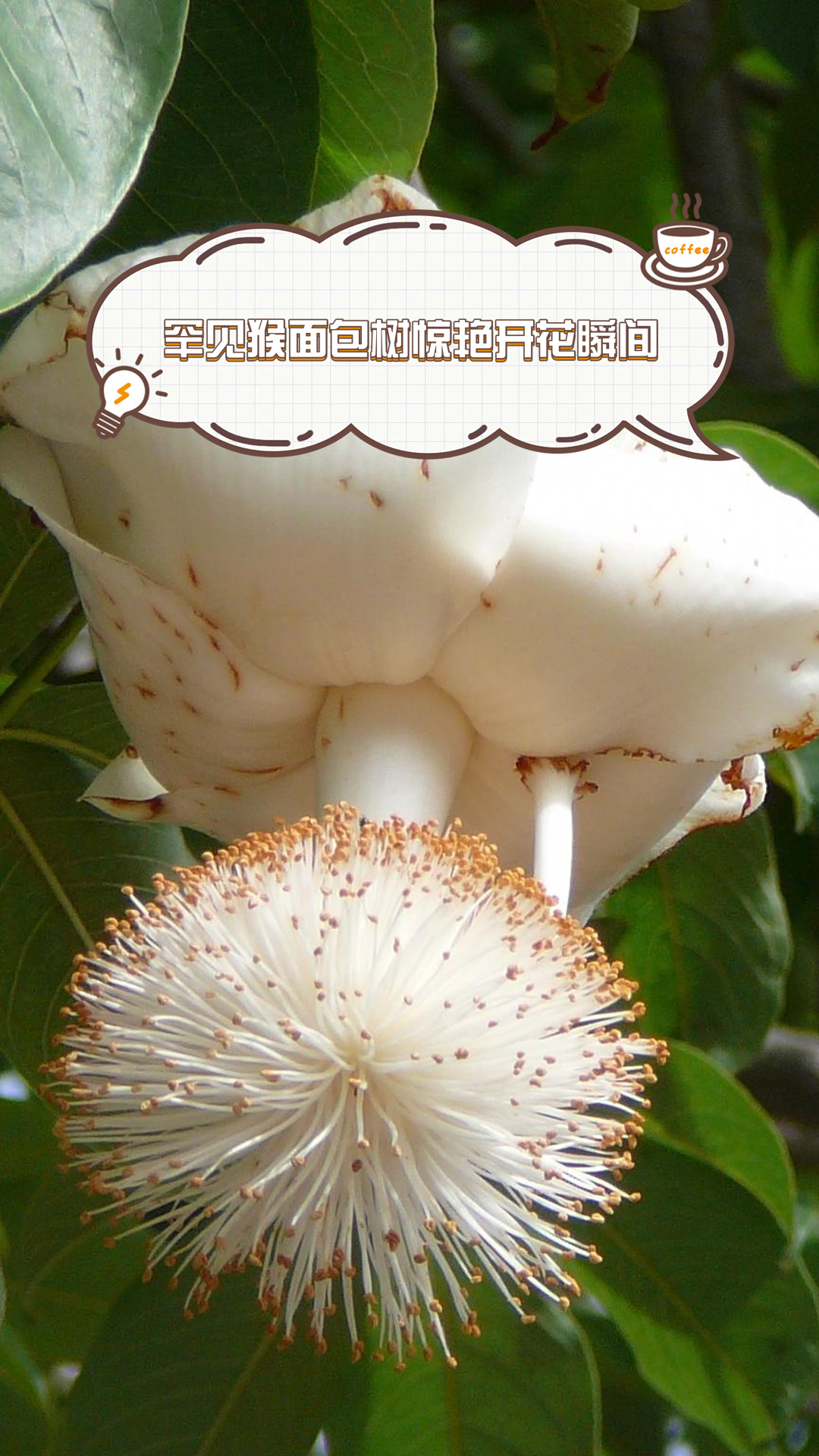 罕见猴面包树惊艳开花瞬间