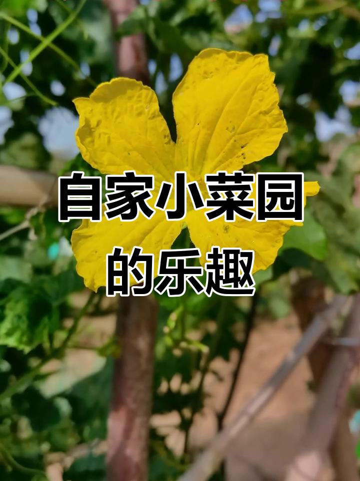 退休生活自给自足,菜园里种满各种蔬菜