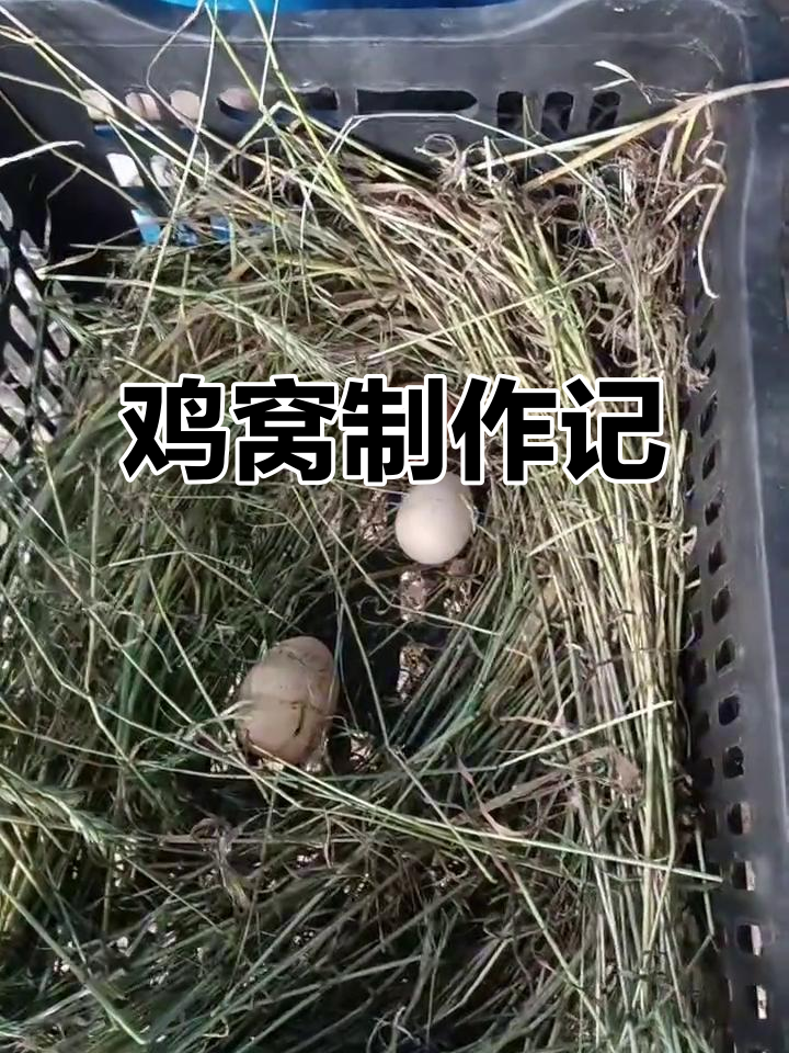 我的鸡终于下蛋了,简单DIY草窝引路成功