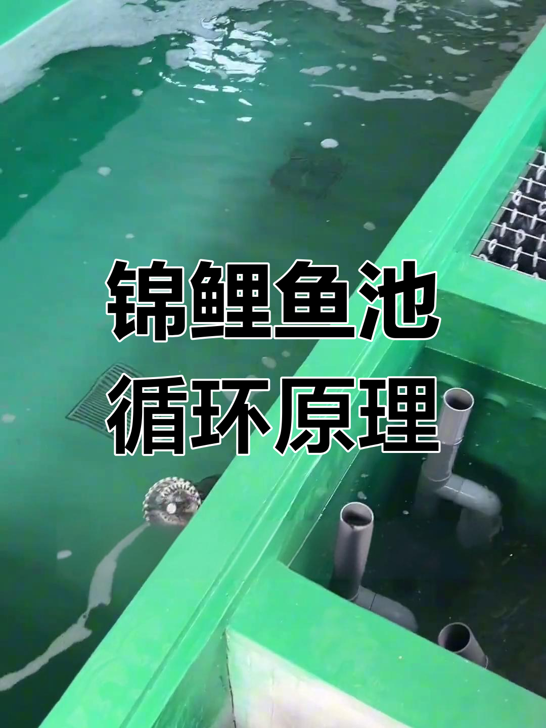 锦鲤鱼池过滤系统揭秘:从沉淀到清水全流程