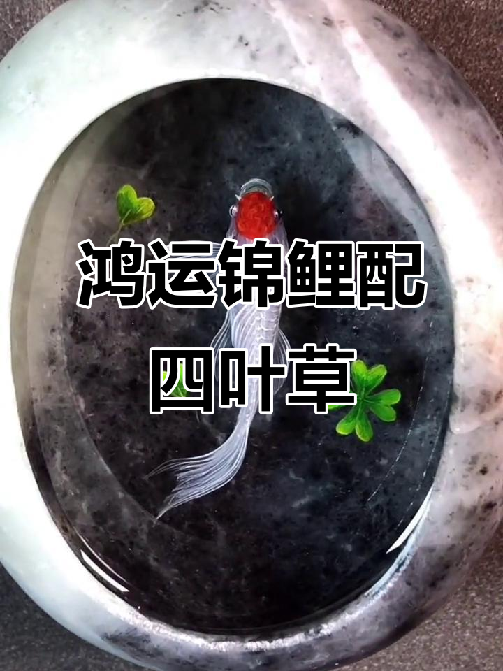 鸿运当头锦鲤与四叶草的完美搭配,玉石盆里的奇妙体验