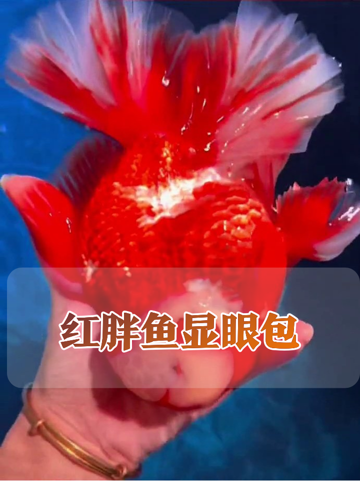 红金鱼胖成球!鳍尾飘逸像蓬蓬裙,网友:想上手rua