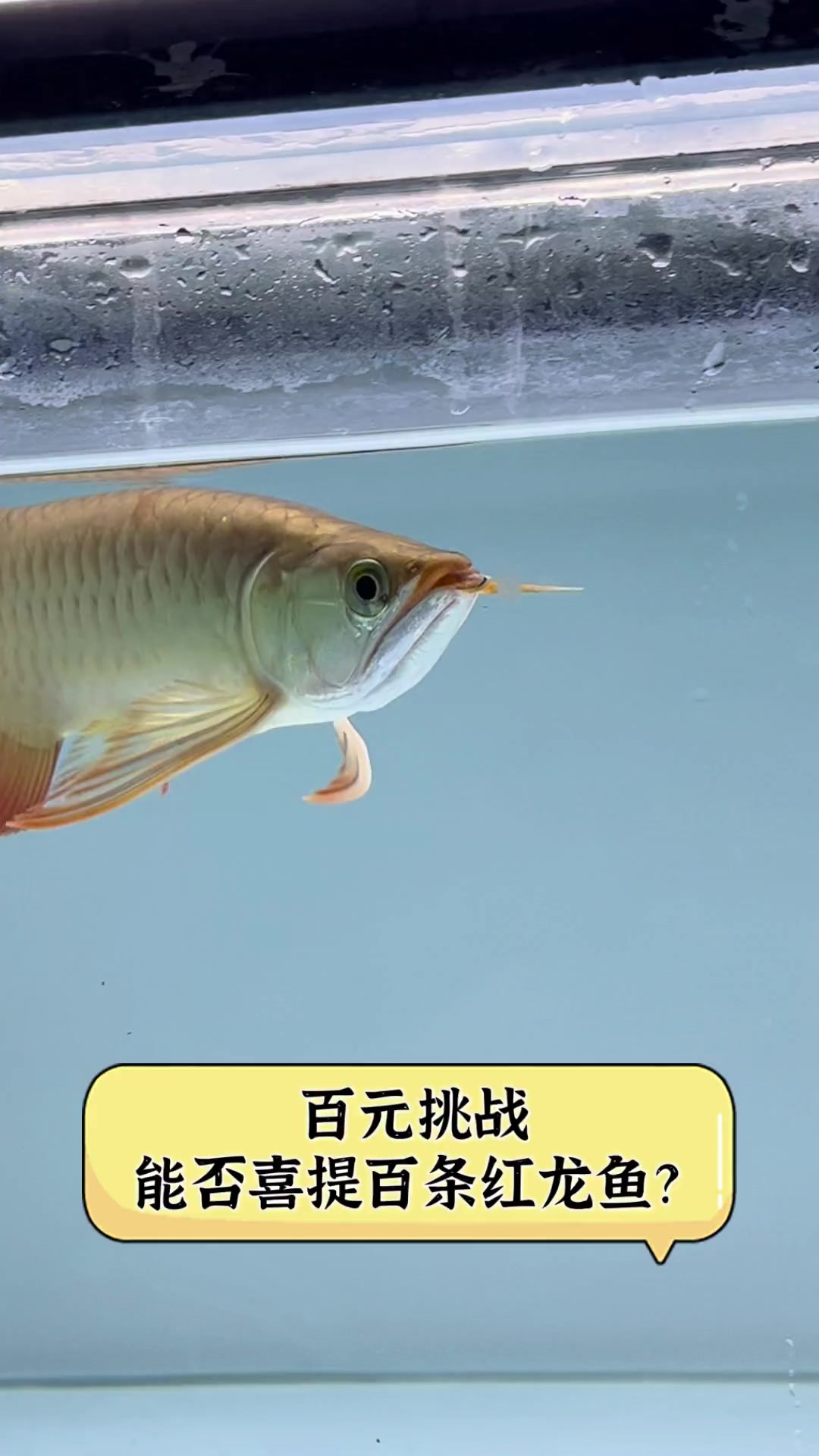 百元挑战,能否喜提百条红龙鱼?