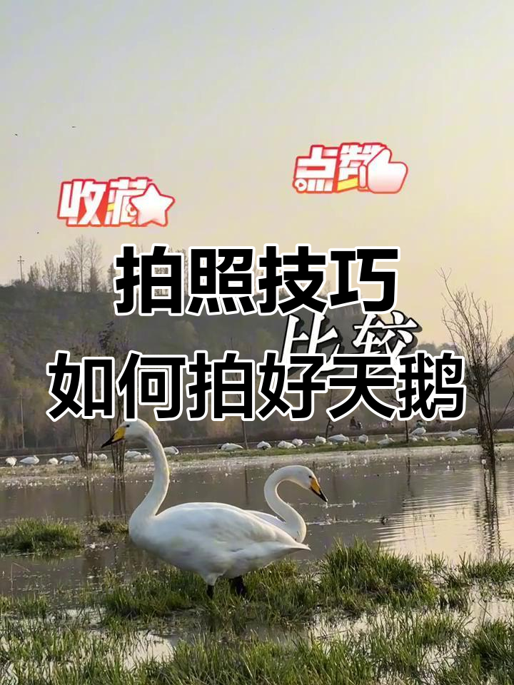 如何拍摄天鹅照片,轻松拍出美片