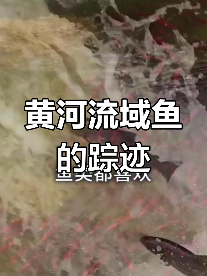 黄河入海,鱼都去哪了?揭秘鱼类生存与迁徙的奥秘
