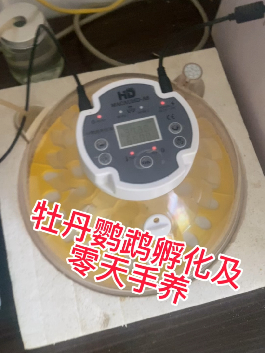 牡丹鹦鹉的孵化及零天手养