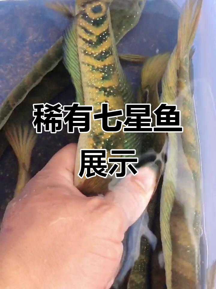 野生七星鱼,难得一见的美妙生物