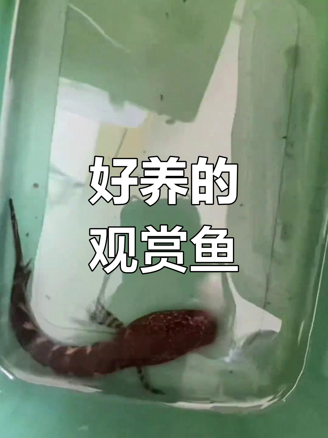 雷龙鱼耐活,无需打氧换水