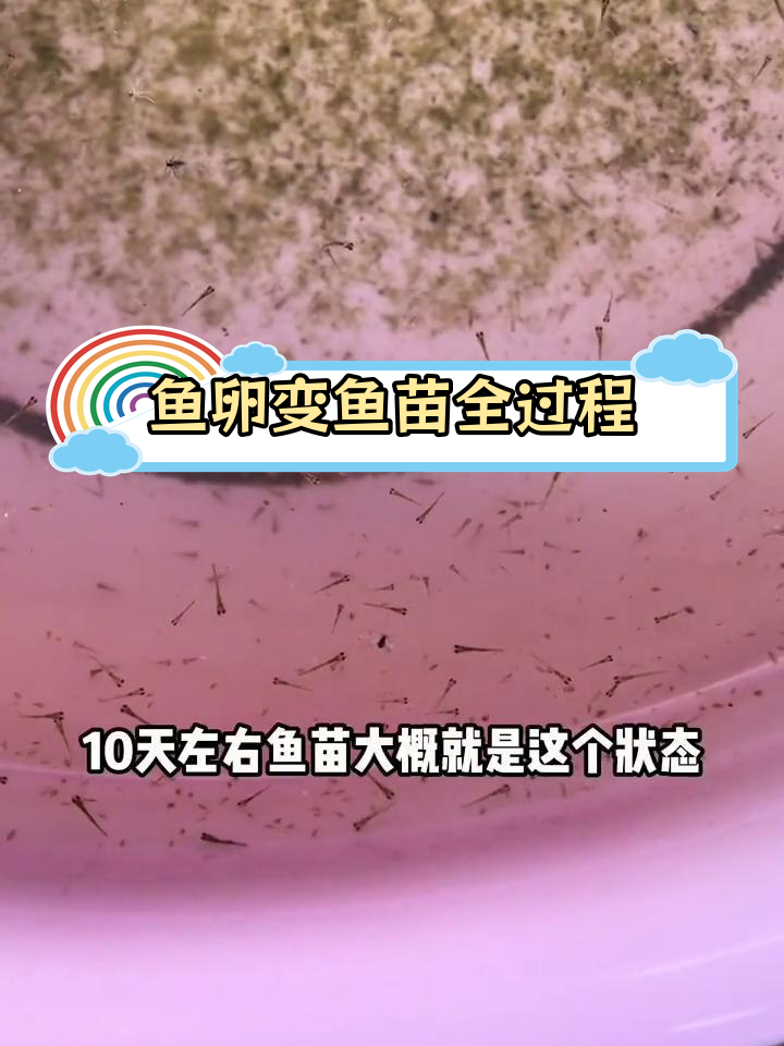 金鱼卵到苗的成长过程揭秘