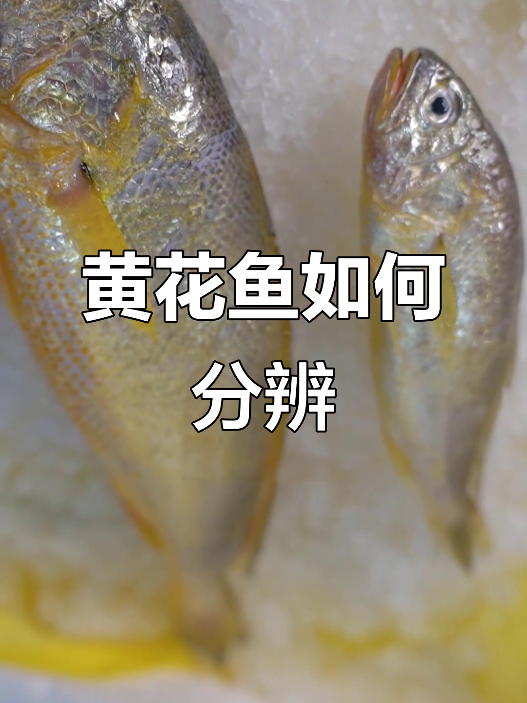 大黄鱼和小黄鱼的三大区别,你了解吗?