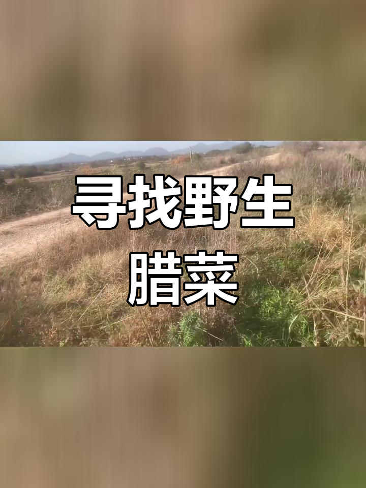 湖北河埂上的野生腊菜,天然美味