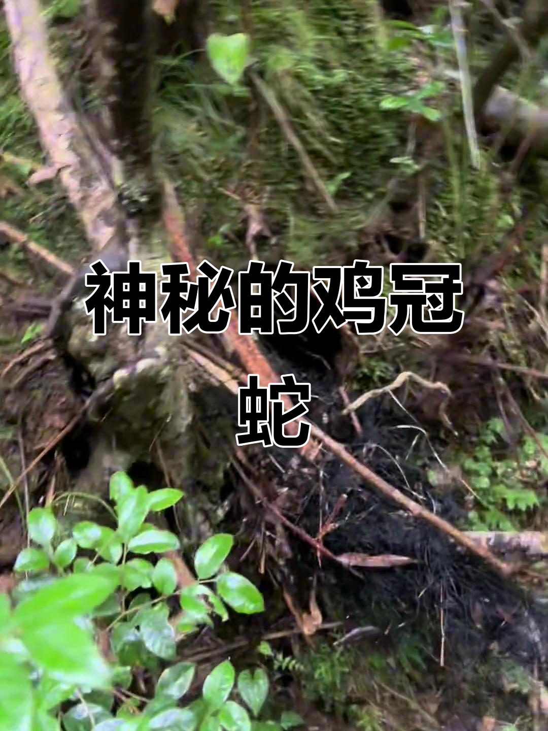 鸡冠蛇,神秘生物,传说能飞、学人言。你听说过吗?