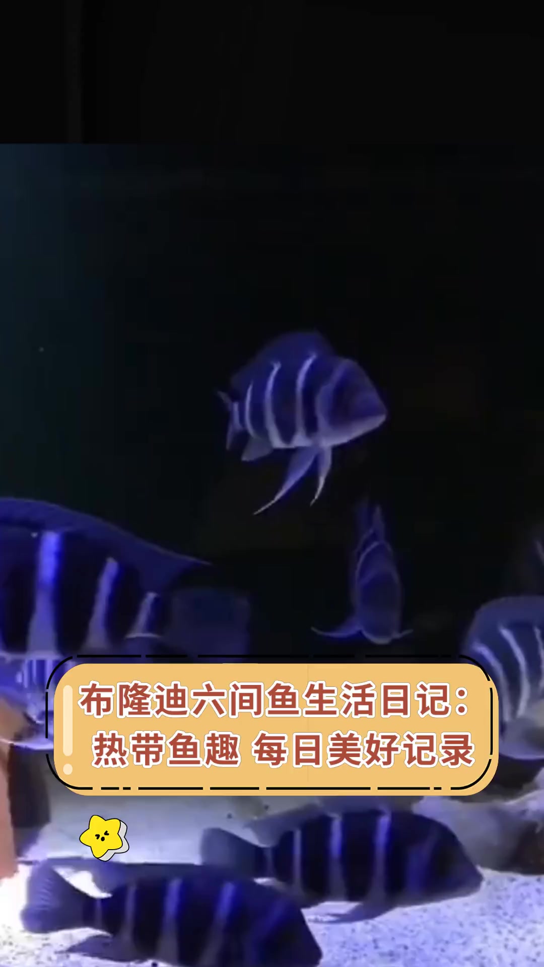 布隆迪六间鱼生活日记:热带鱼趣 每日美好记录