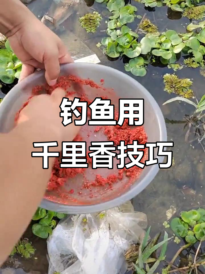 钓鲫鱼必备千里香,老师傅教你如何使用
