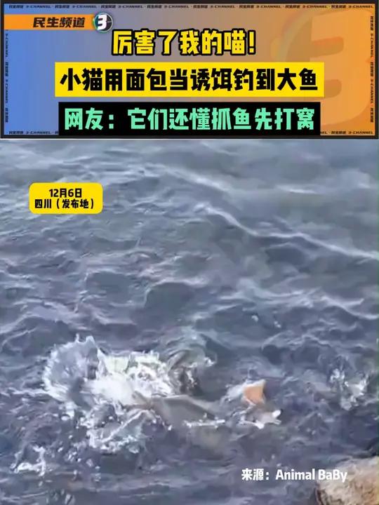 厉害了我的喵!小猫用面包当诱饵钓到大鱼,网友:它们还懂抓鱼先打窝。来源:Animal Ba