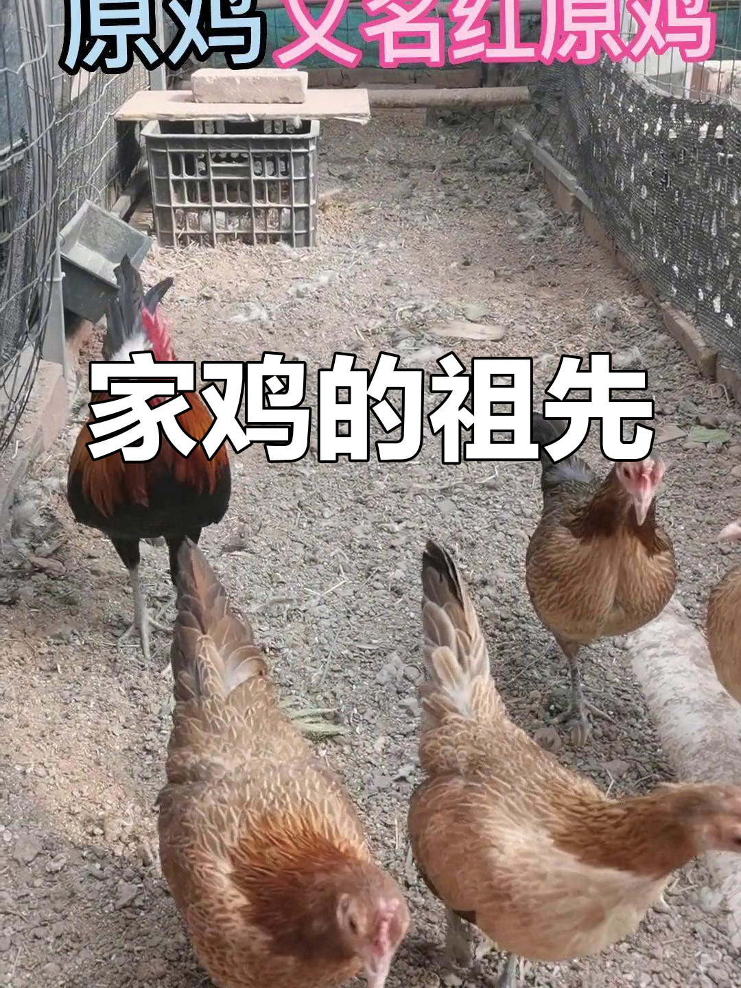 红原鸡,家鸡的远古亲戚,体型纤细,外貌与普通鸡类似