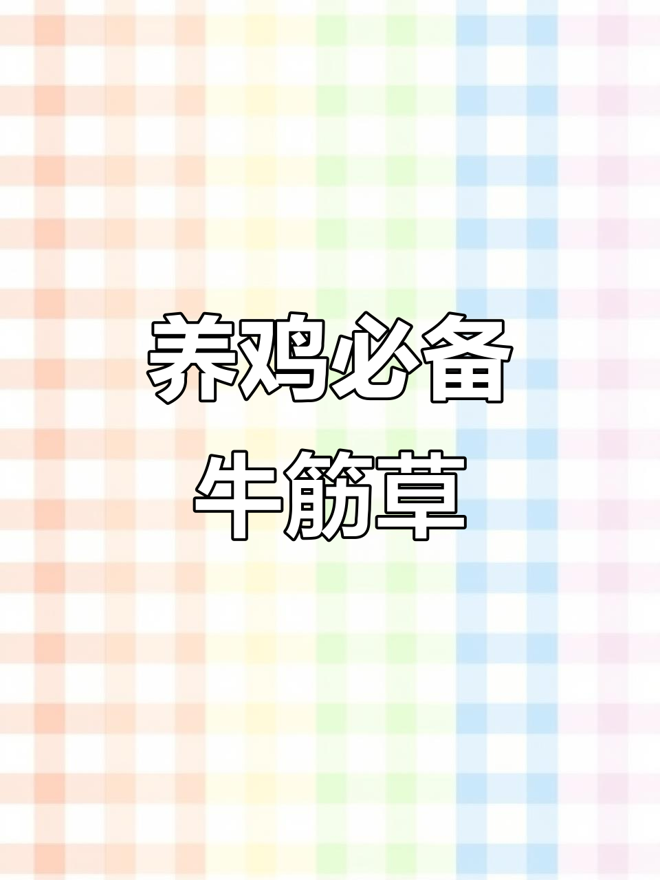 牛津草煮水,养鸡小妙招!清热解毒、治疗痢疾