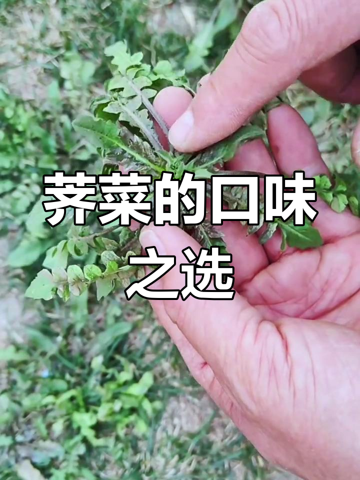 小叶荠菜口感更佳,大叶虽大但味道稍逊