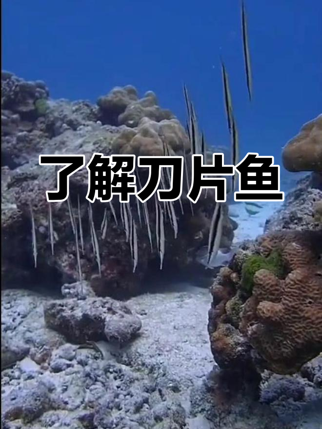 刀片鱼的特点与用途