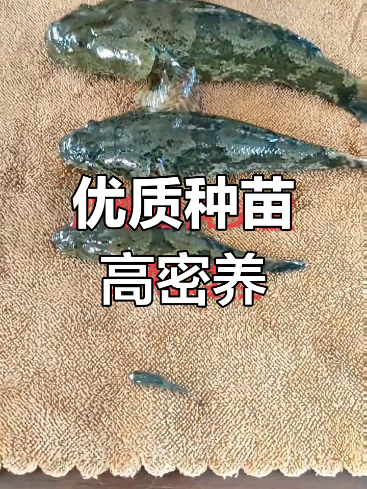 高密度养殖技术:虎头鲨与笋壳鱼苗成长记录