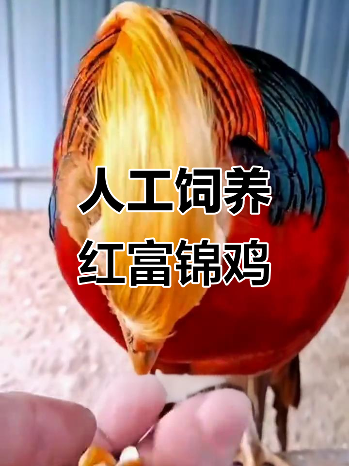 红腹锦鸡:东方宝石般的观赏珍品,人工养殖与保护同行