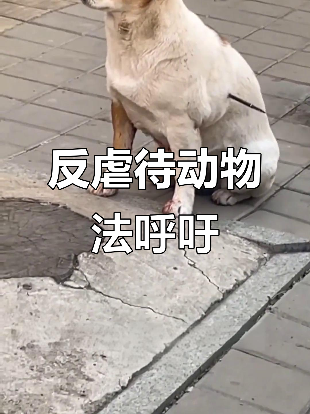 弓箭射狗,道德何在?流浪动物需法律保护!