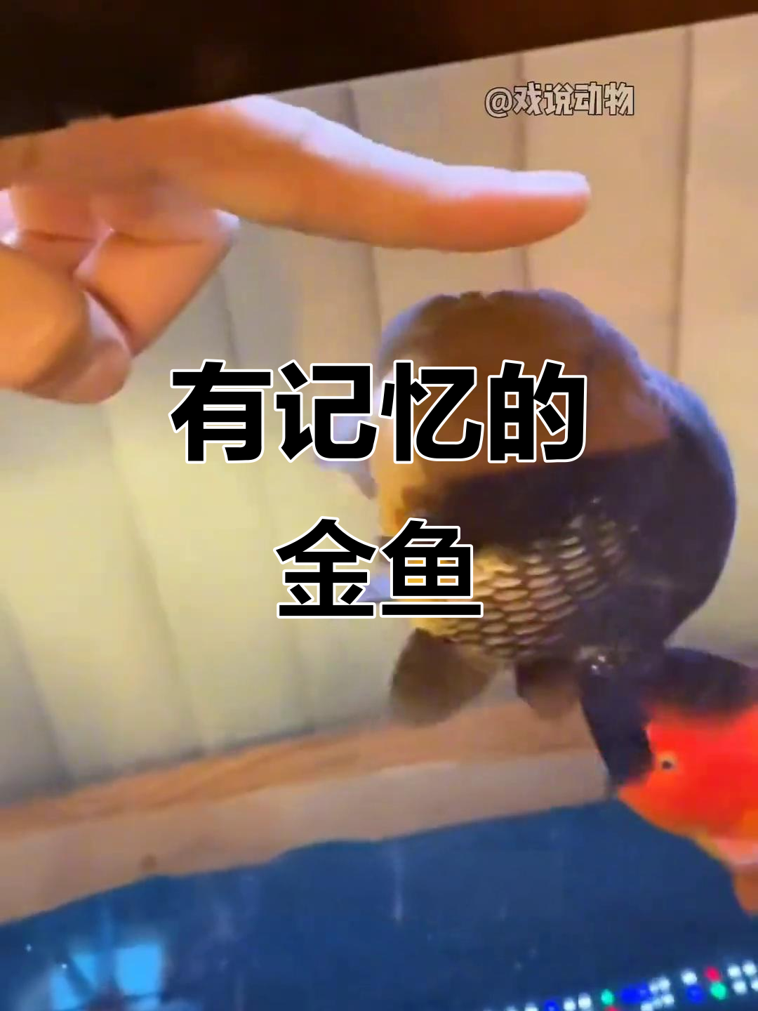 蓝寿鱼：会认主的金鱼，能踢足球的神奇动物