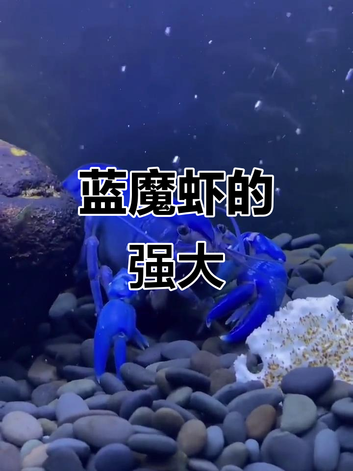 蓝魔虾,体型巨大,领地意识强,破坏力惊人
