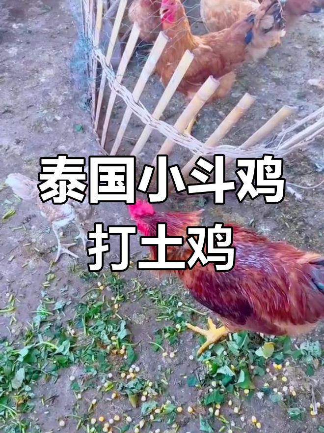 小金袋斗鸡挑战土鸡,泰国进口毒液独苗逆袭