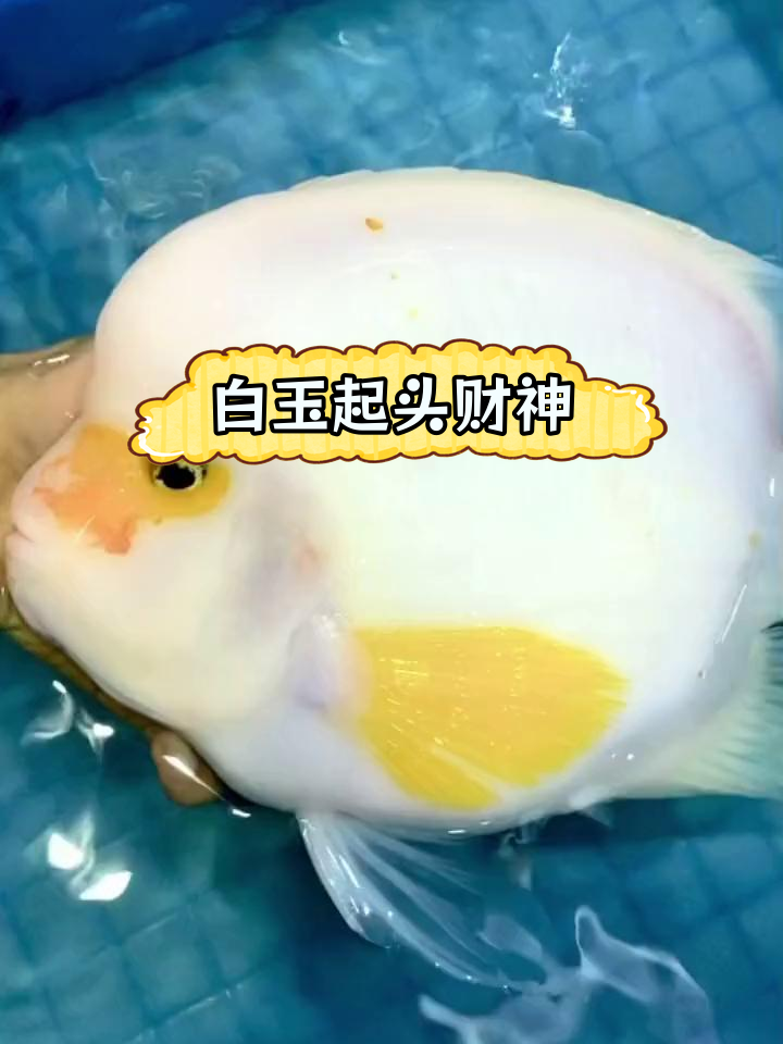 25公分白玉金刚财神,稀有品种!
