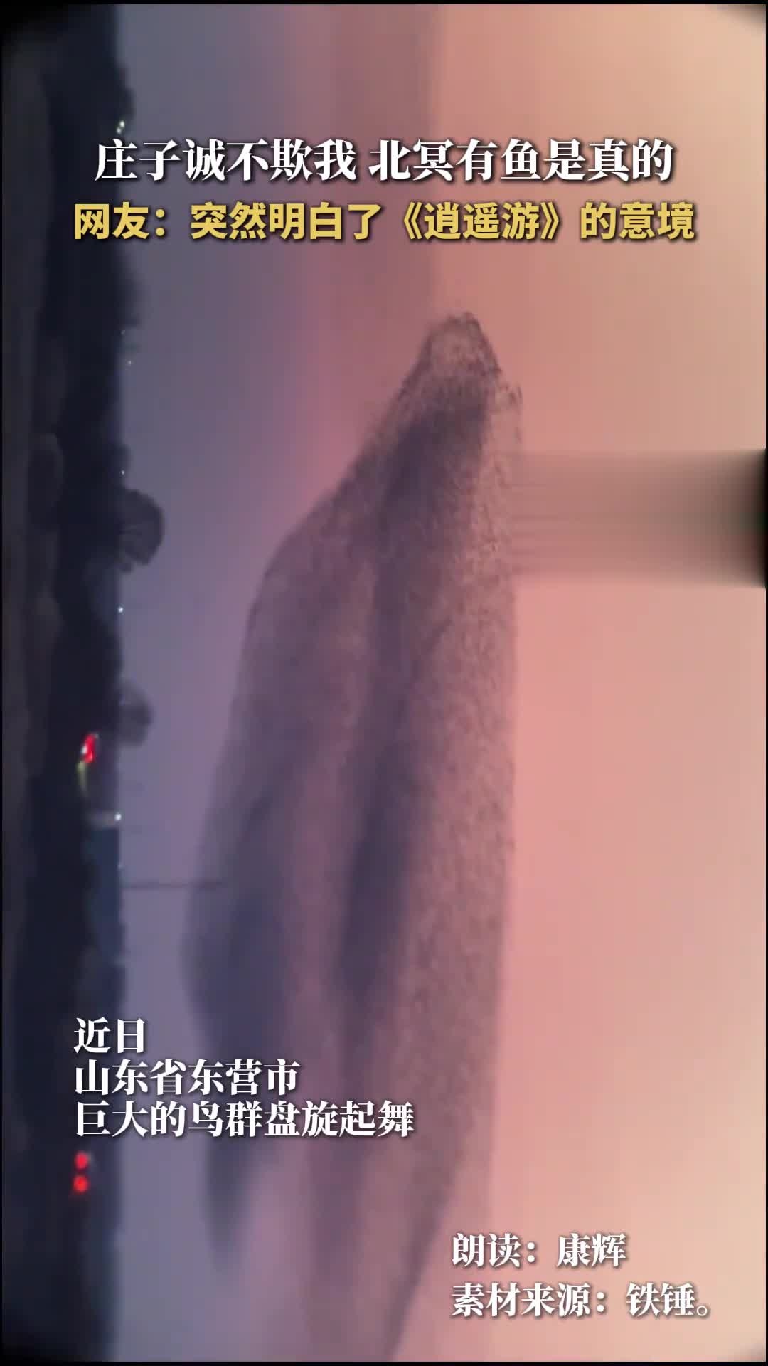 北冥有鱼是真的,庄子诚不欺我。网友:突然明白了《逍遥游》的意境