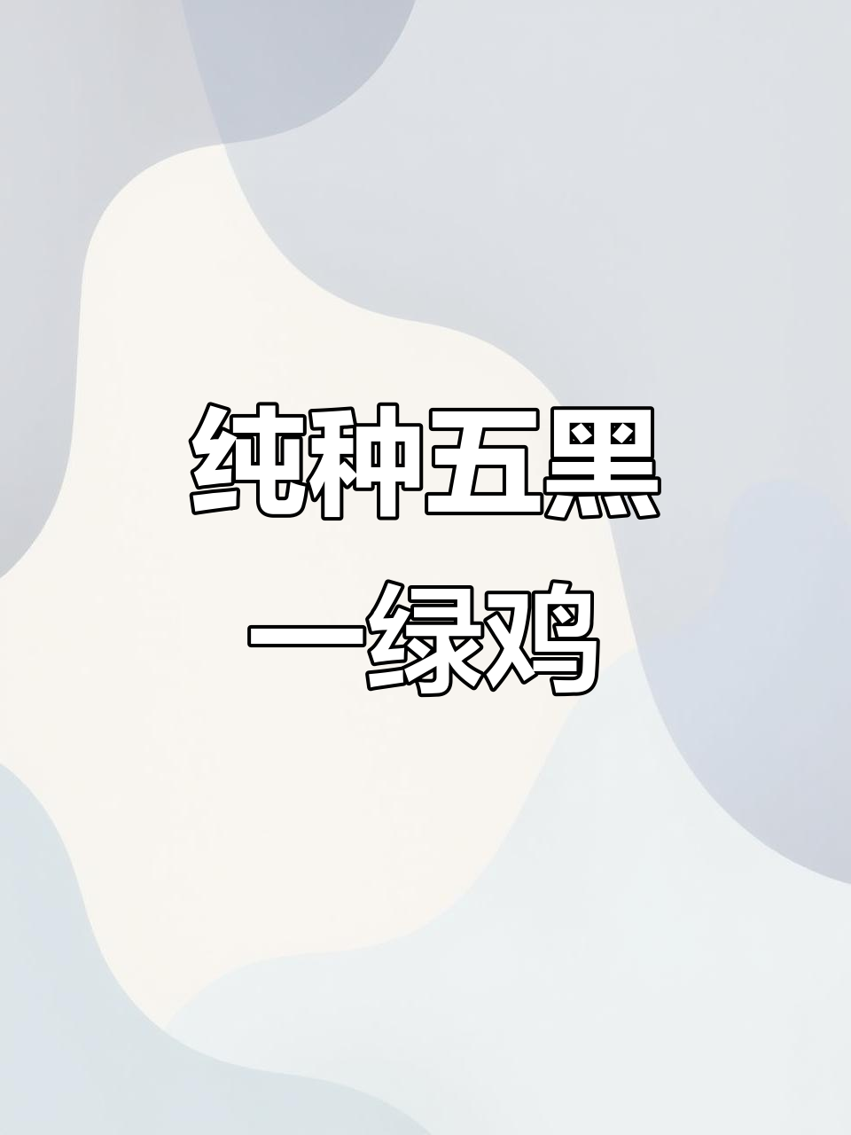 五黑鸡苗与绿壳蛋,适合全国各地养殖