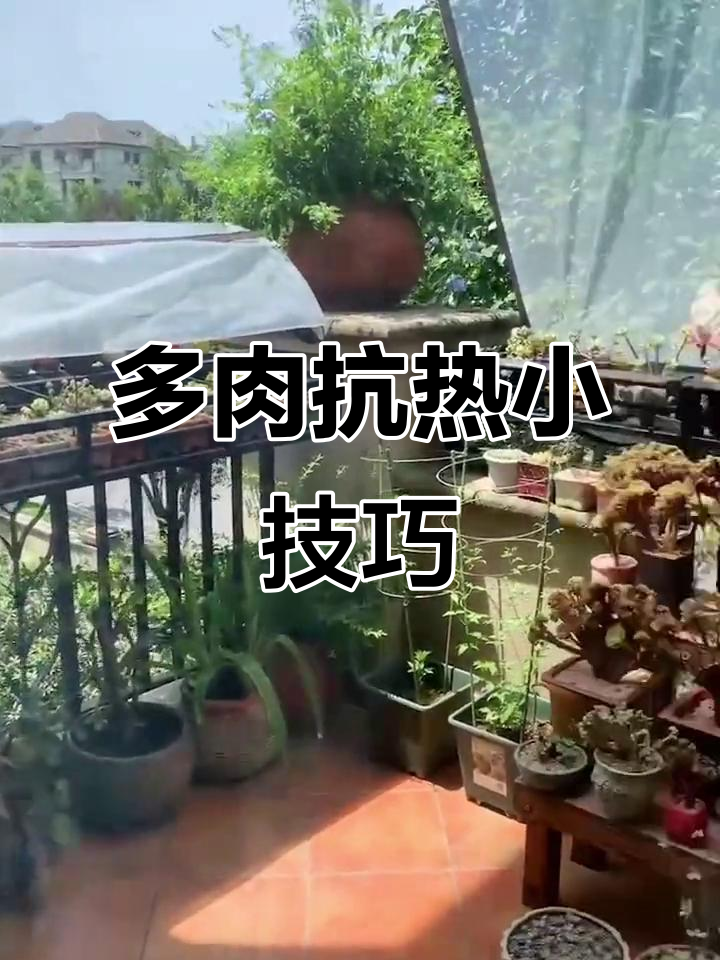 40度高温下的露台花园,多肉植物如何应对酷暑?