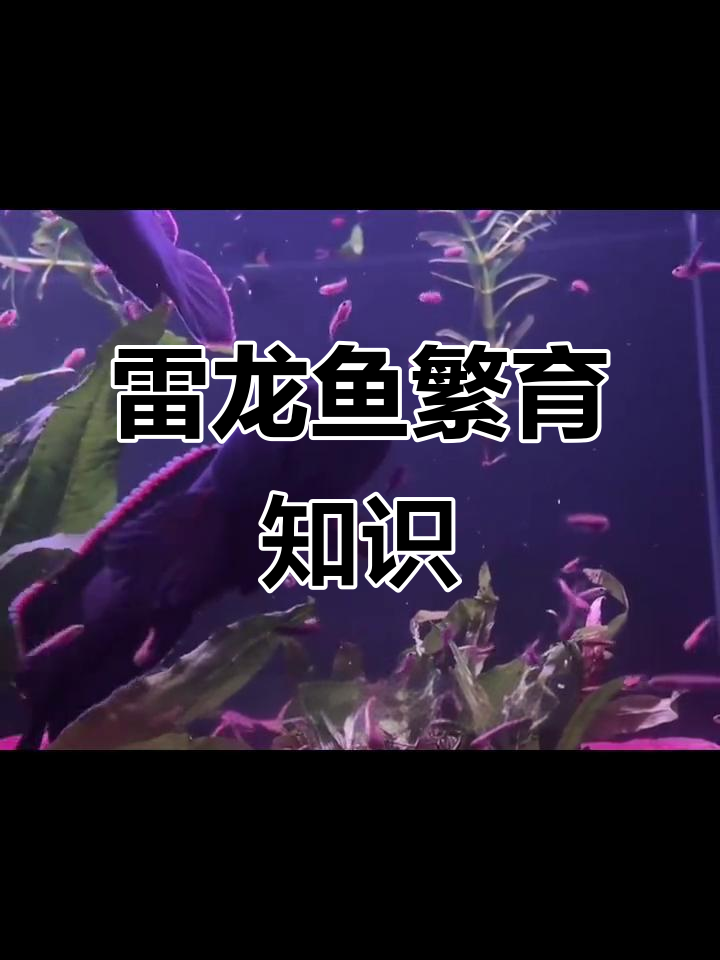 雷龙鱼繁殖全攻略:从酒红到奶茶,各种品种的生育技巧