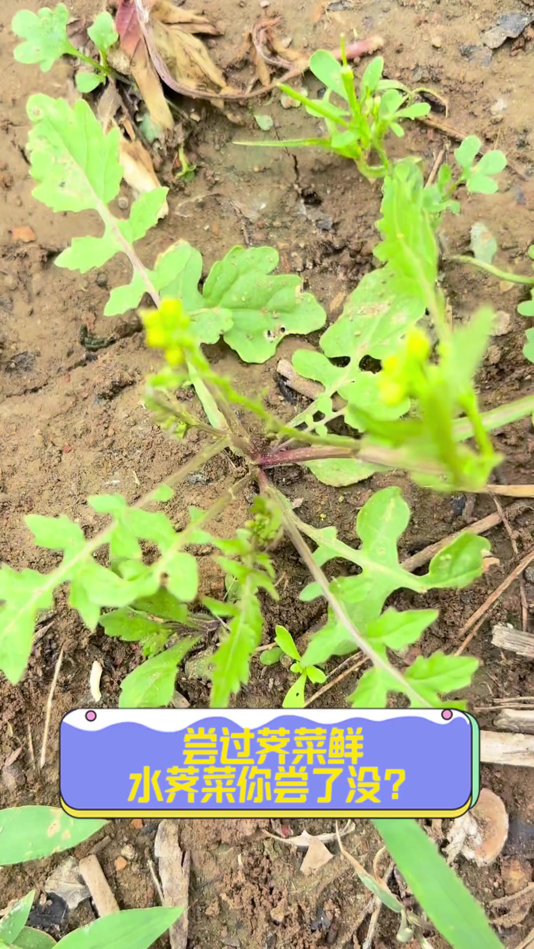 尝过荠菜鲜,水荠菜你尝了没?
