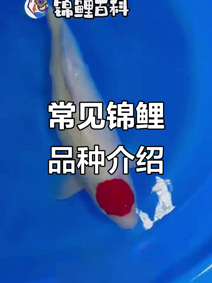 各种锦鲤品种大揭秘,红白、昭和、白雪等全解析