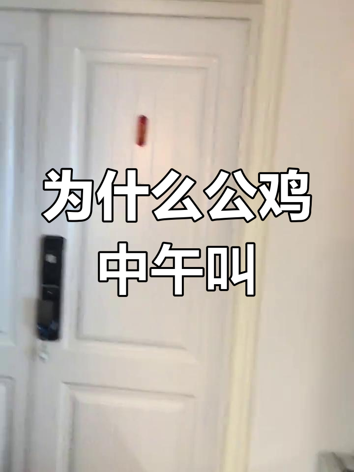 公鸡为何中午打鸣?连生活都颠倒了