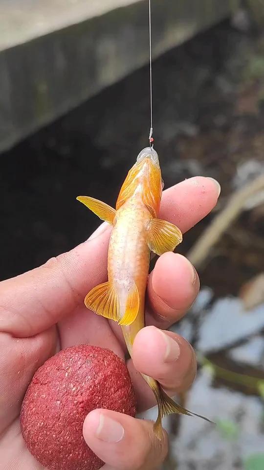 感觉用这饵料,无论水浅还是多么的清澈的水,溪石斑鱼直接一口咬!