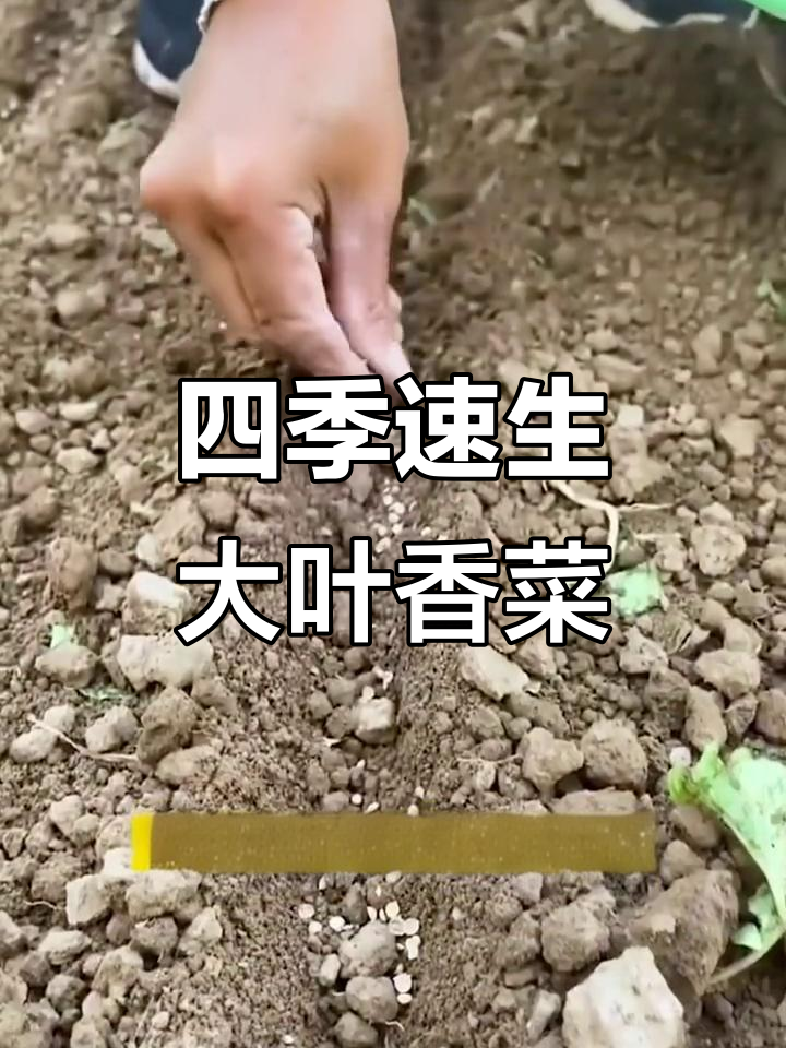 四季速生大叶香菜,轻松种植,七到十天就能收获新鲜香料