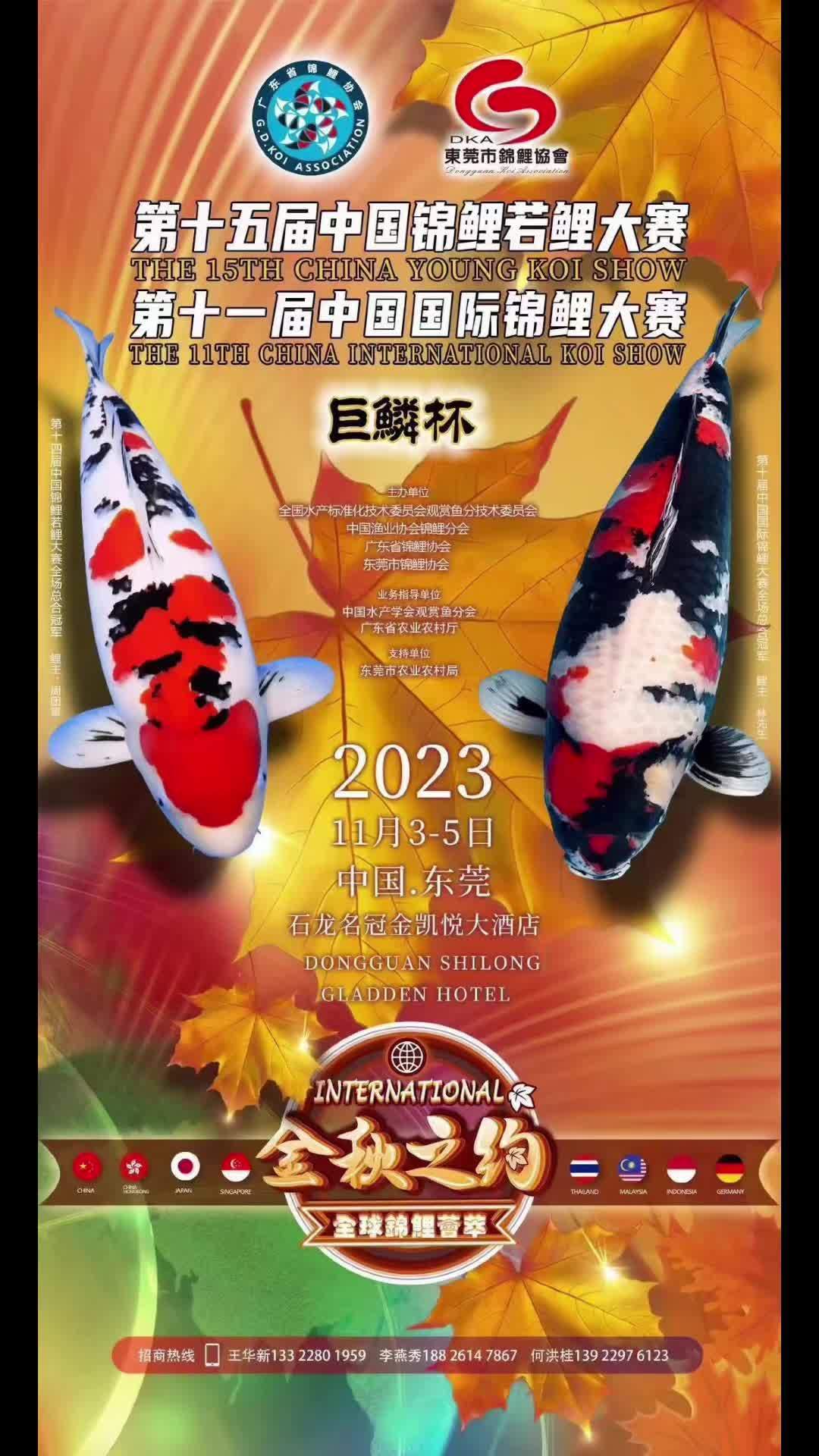 第十五届中国若鲤大赛即将到来 见锦鲤者发发发 好贵气的鲤鱼 观赏鱼直播间 观赏鱼品种大全 