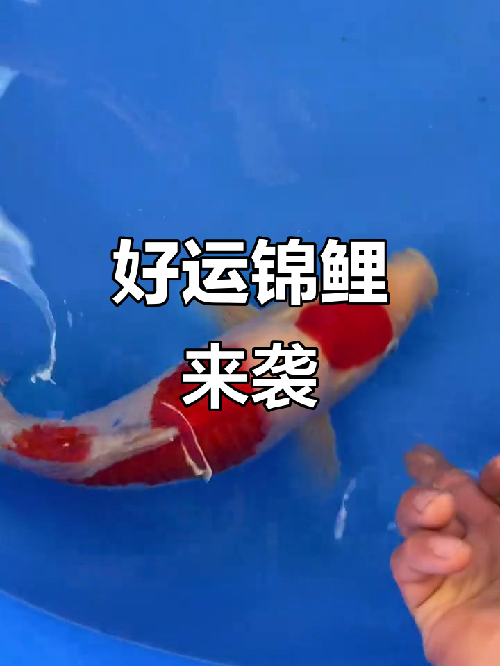 锦鲤养殖基地，好运连连！金龙鱼跃动水面
