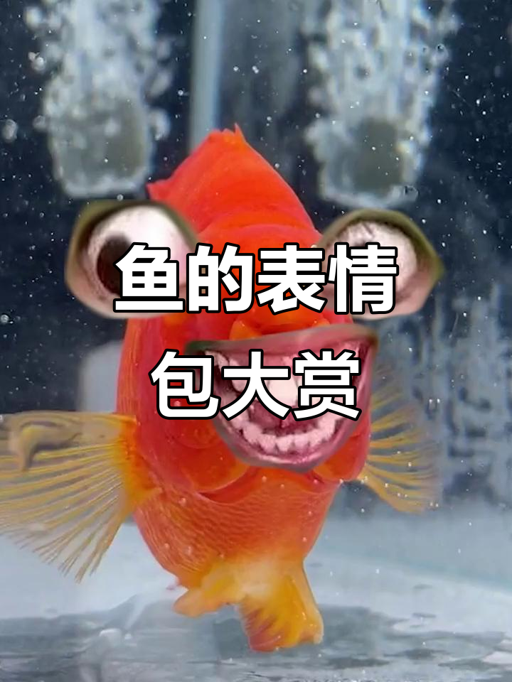 鱼的表情包能有多搞笑?看这些神奇水草带来的惊喜