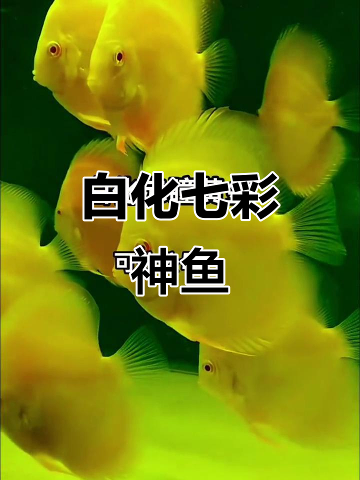 七彩神仙鱼白化赤瞳,黄金魅力尽显