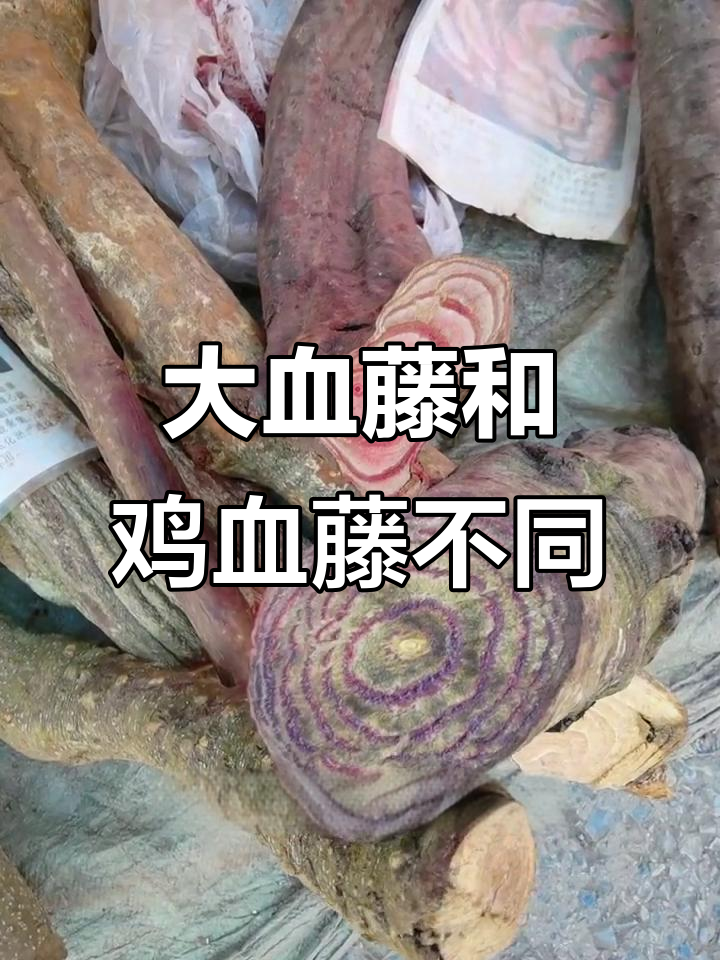 红藤与鸡血藤的区别,了解大山里珍贵的药材