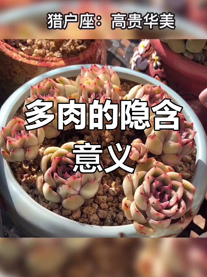 每一种多肉植物都有独特的寓意,了解它们的“肉语”吧