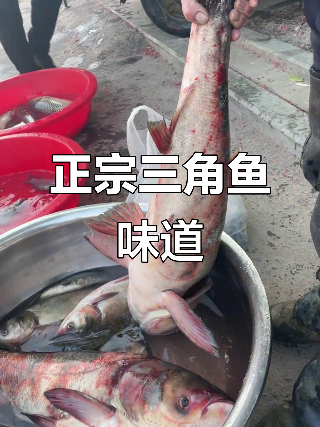 渔民分享正宗三角鱼,口感鲜美不容错过